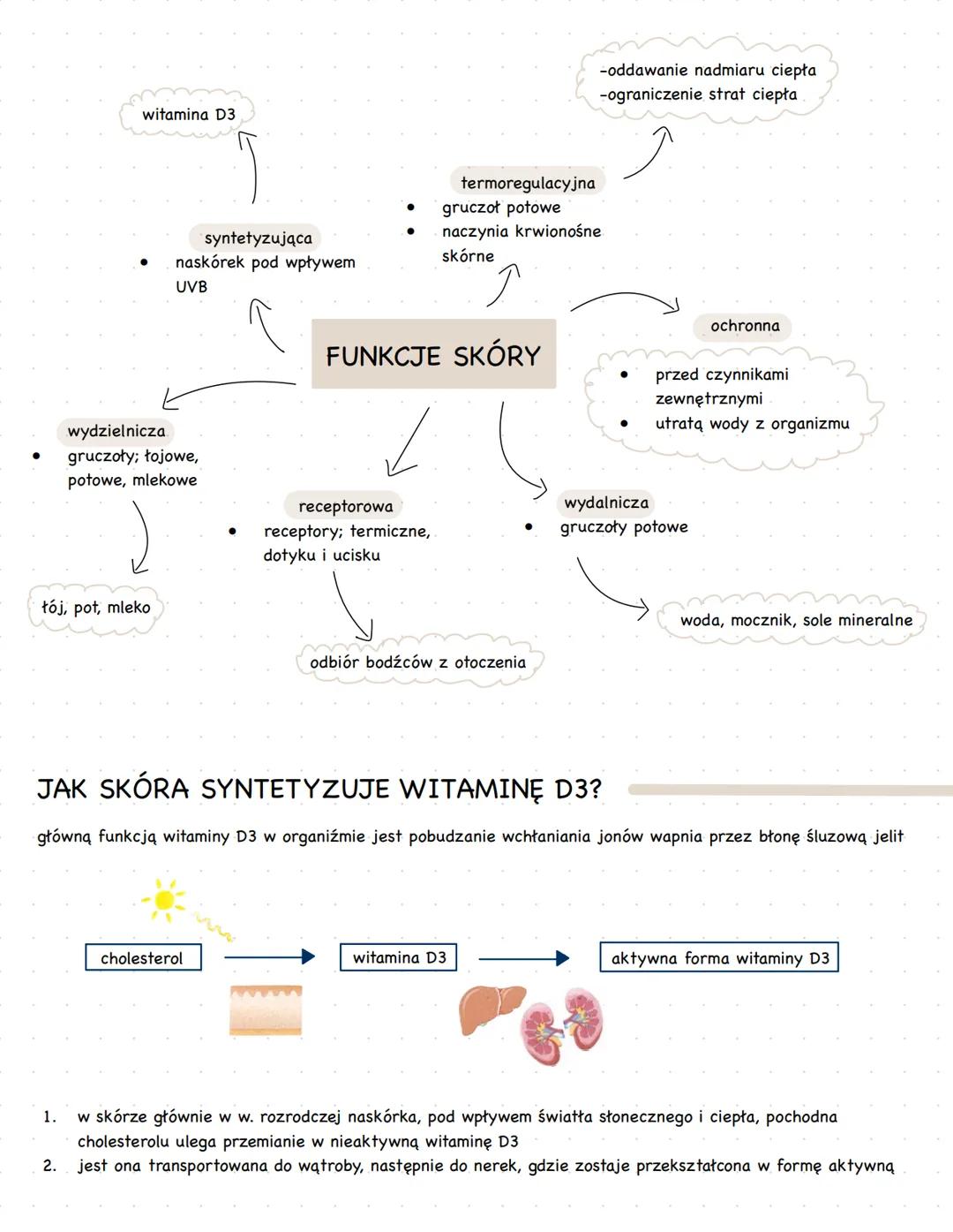 # budowa i funkcje skory
- jest największym narządem organizmu człowieka
- chroni organizm przed utratą wody i wpływem czynników zewnętrzny