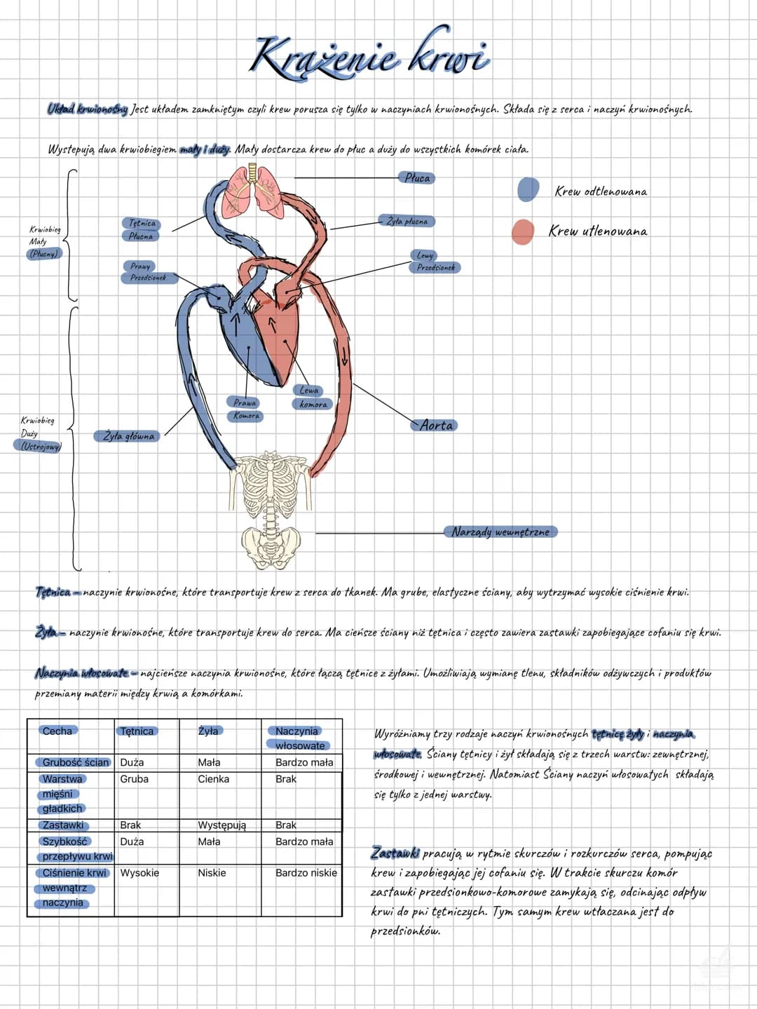Krażenie krwi
Układ krwionośny Jest układem zamkniętym czyli krew porusza się tylko w naczyniach krwionośnych. Składa się z serca i naczyń k