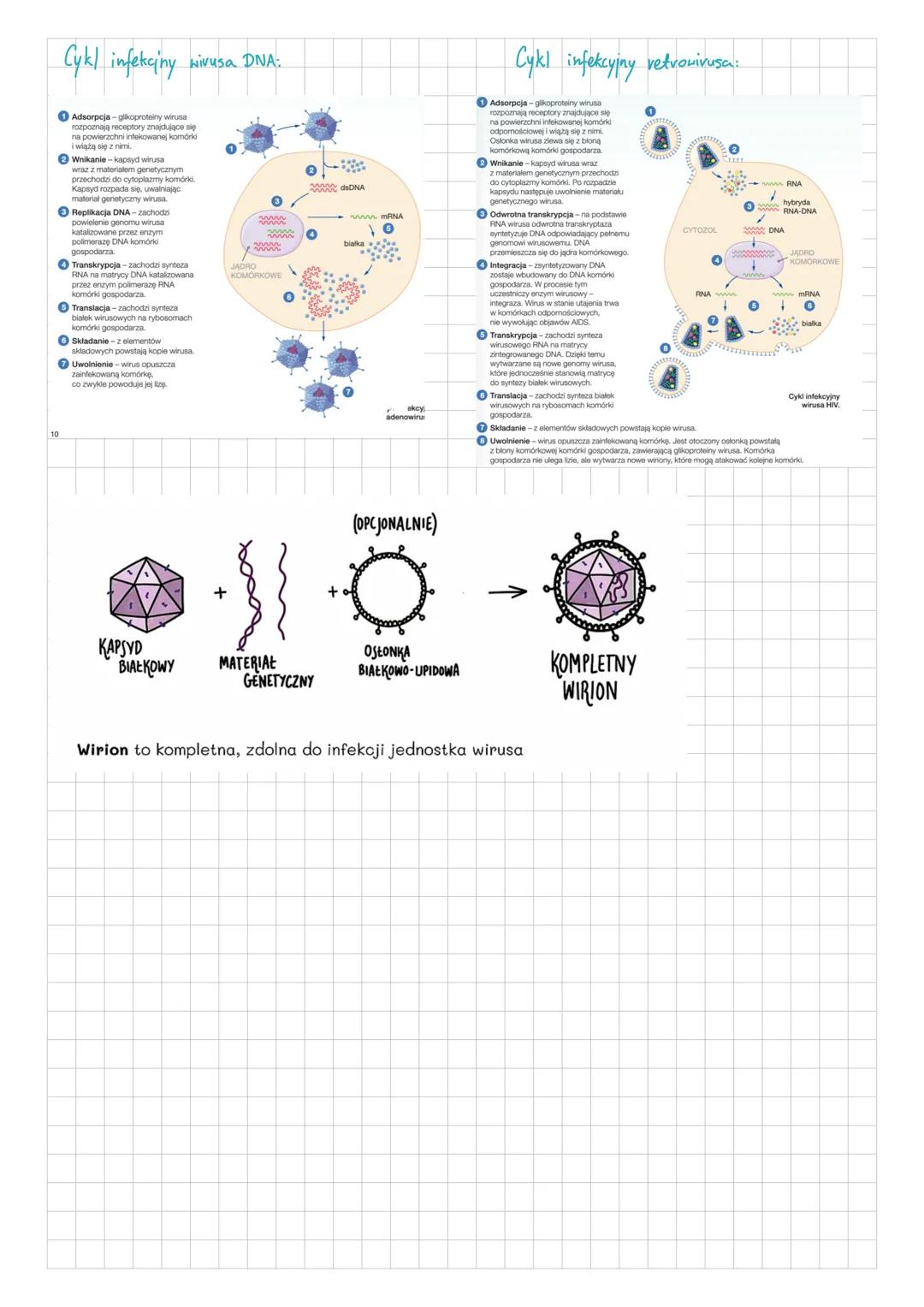 # Wirusy
wirusy zbudarane są z białka i kwasu nukleinowego. Są one węungtranatrz komórkowymi pasożytami. Nie są organizmami
ponieważ nie ma