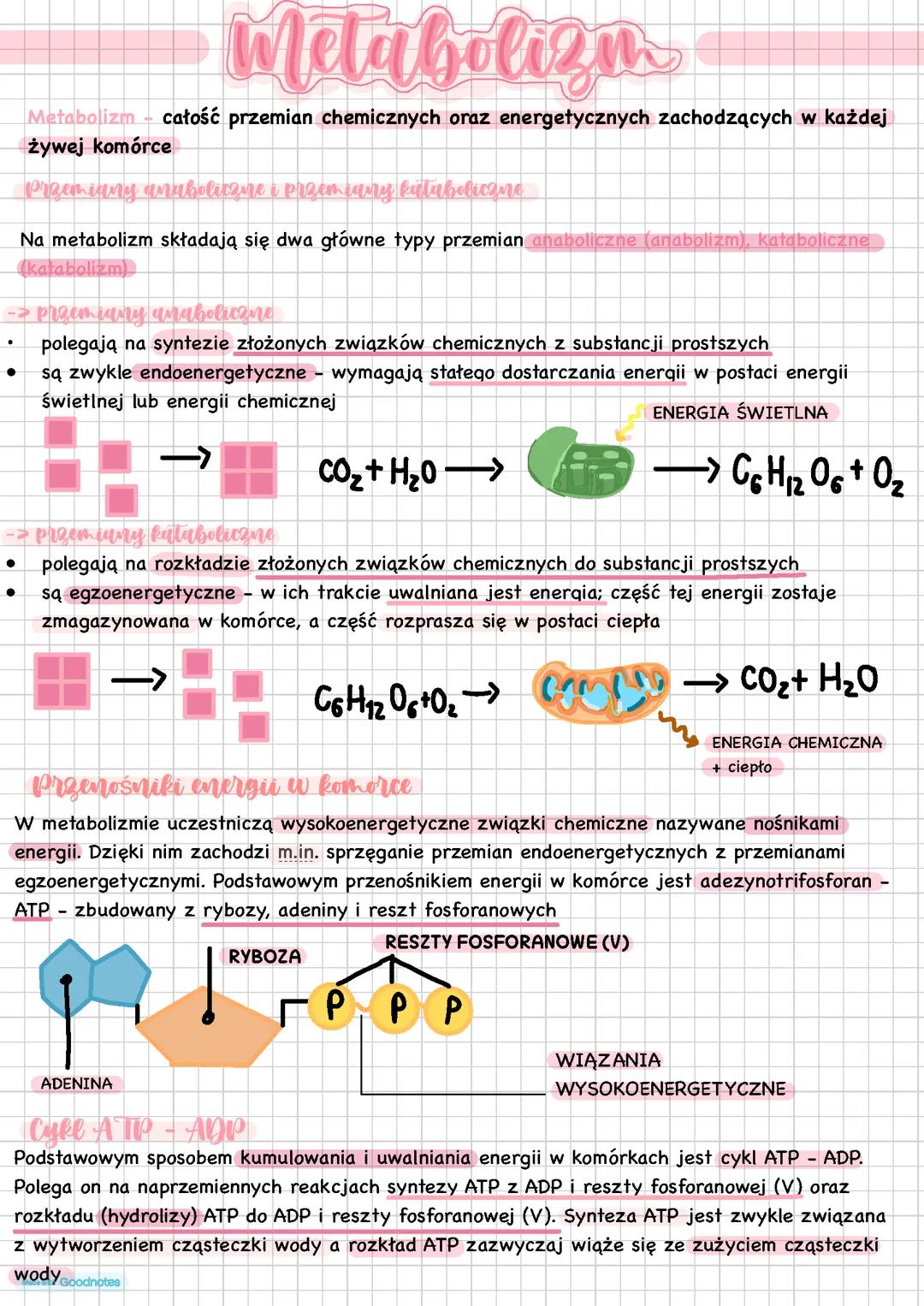 PODSTAWOWE ZASADY METABOLIZMU
