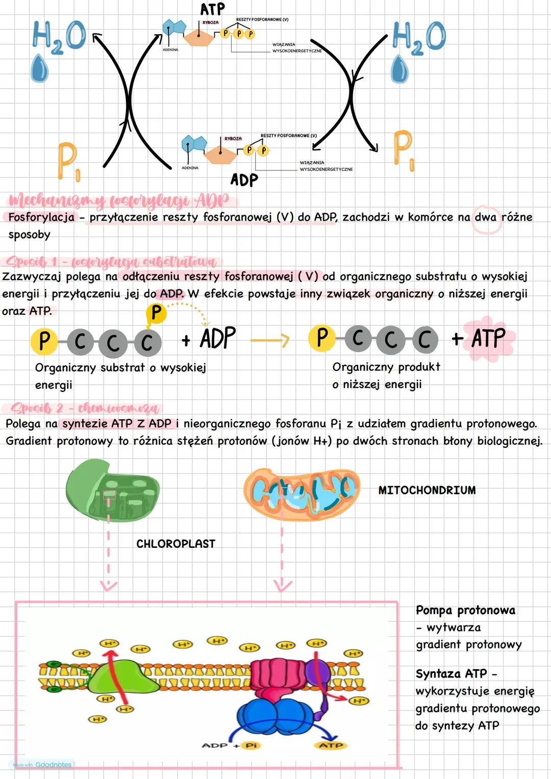 --- OCR Start ---
Metabolizm
Metabolizm całość przemian chemicznych oraz energetycznych zachodzących w każdej
żywej komórce
Przemiany unabol