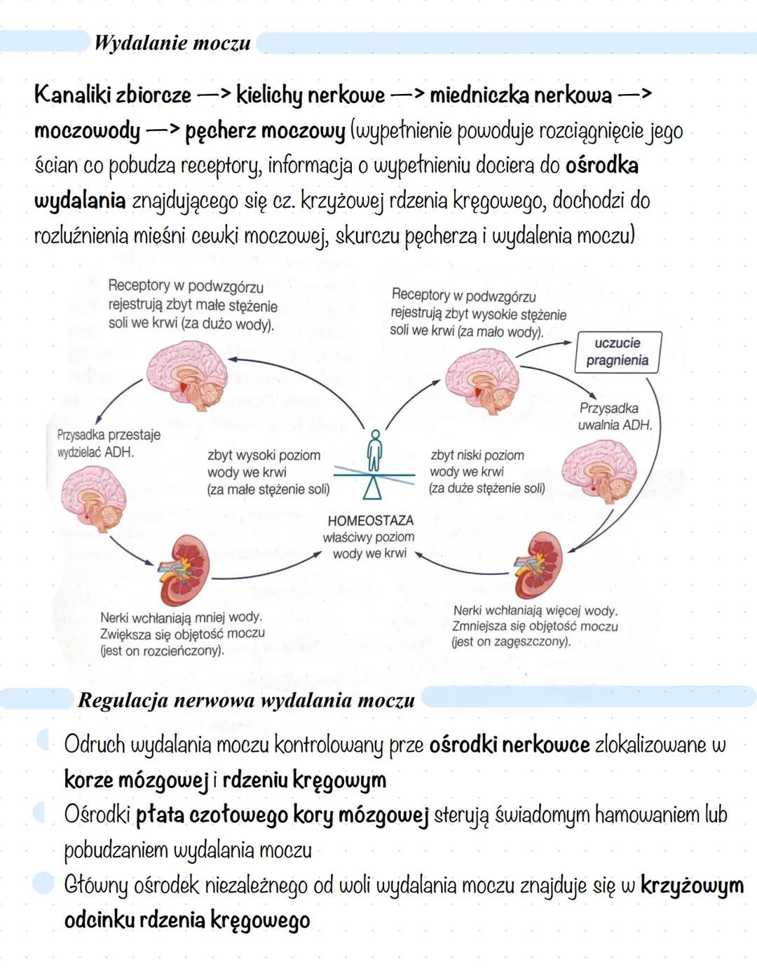 # Budowa i funkcje układu moczowego
Wydalanie - proces fizjologiczny polegający na usuwaniu zbędnych i szkodliwych
przemian materii, powsta