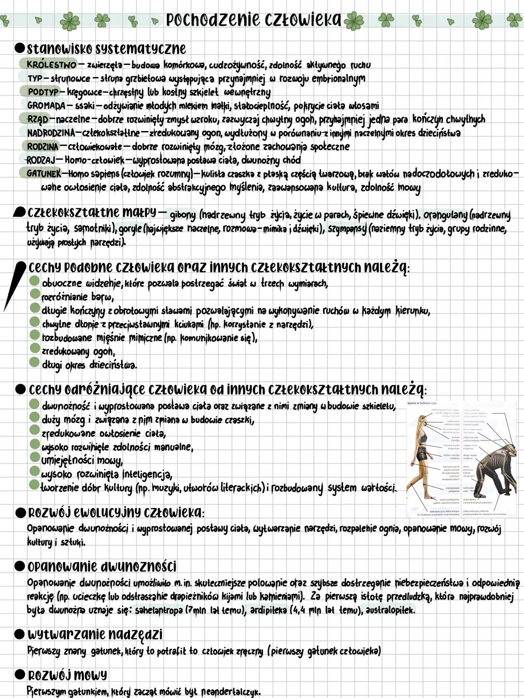 # Pochodzenie człowieka &
• stanowisko systematyczne
KRÓLESTWO - zwierzęta-budowa komórkowe, cudzożywność, zdolność aktywnego ruchu
TYP-s