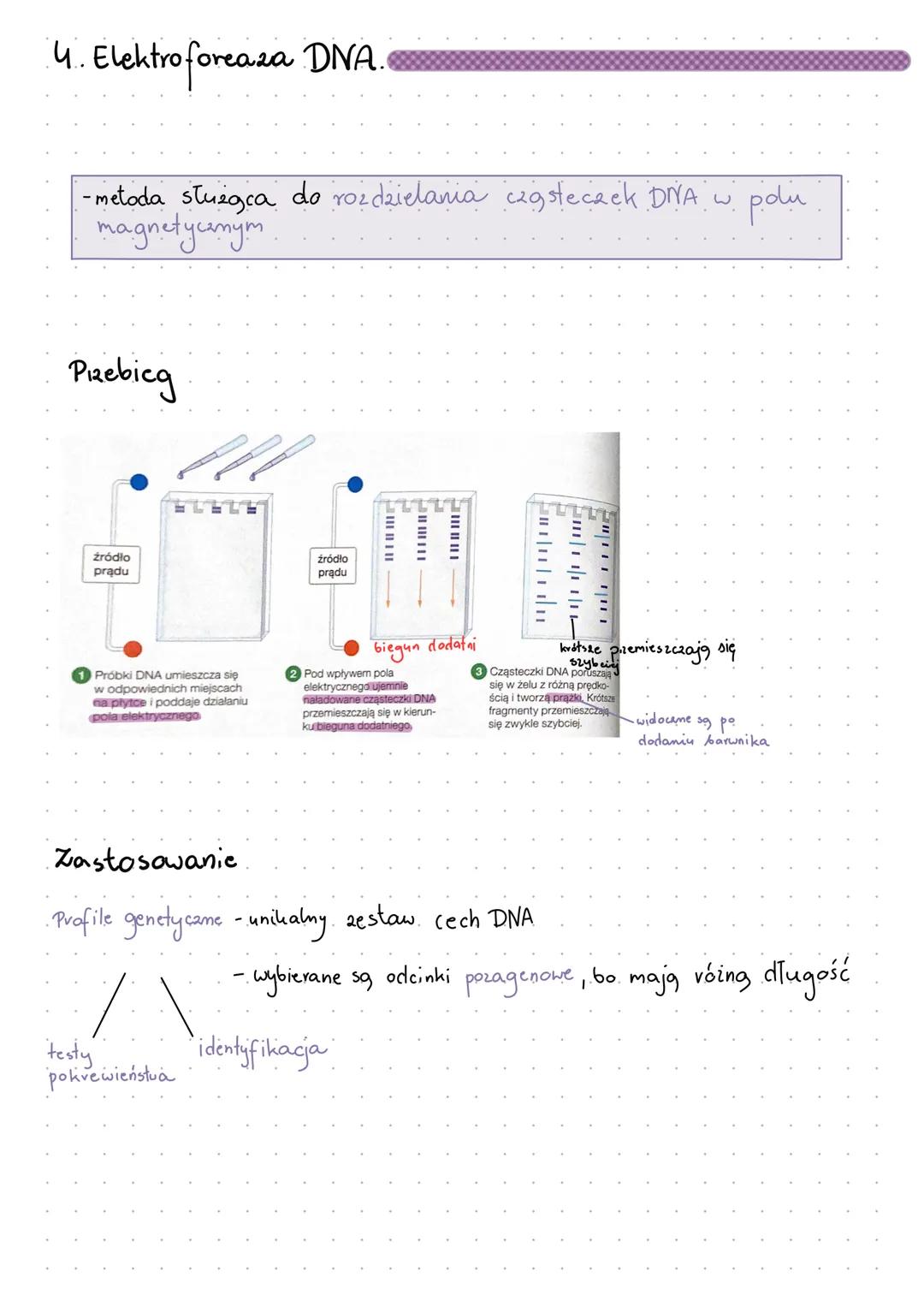 # PODSTAWOWE TECHNIKI INŻYNI
ERII GENETYCZNEJ
1. mżynieria genetyczna.
- dziedzina mauki opracowująca metody, które umożliwiają wprowadzen