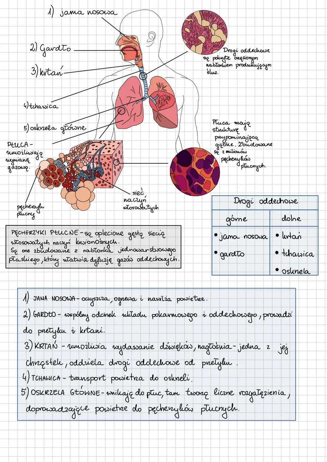 1) jama nosowa
2) Gardto
3) krtan-
4)tchawica
5) oskrnela główne
PŁUCA-
umożliwiają
wymianę
gazową.
9
Drogi oddechowe
są poliryte onę