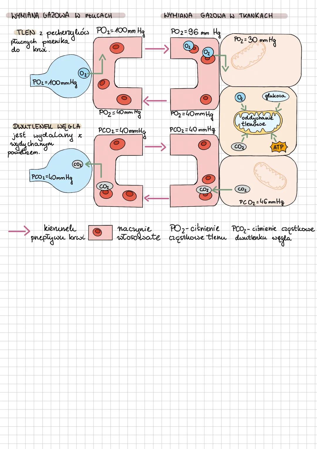 1) jama nosowa
2) Gardto
3) krtan-
4)tchawica
5) oskrnela główne
PŁUCA-
umożliwiają
wymianę
gazową.
9
Drogi oddechowe
są poliryte onę