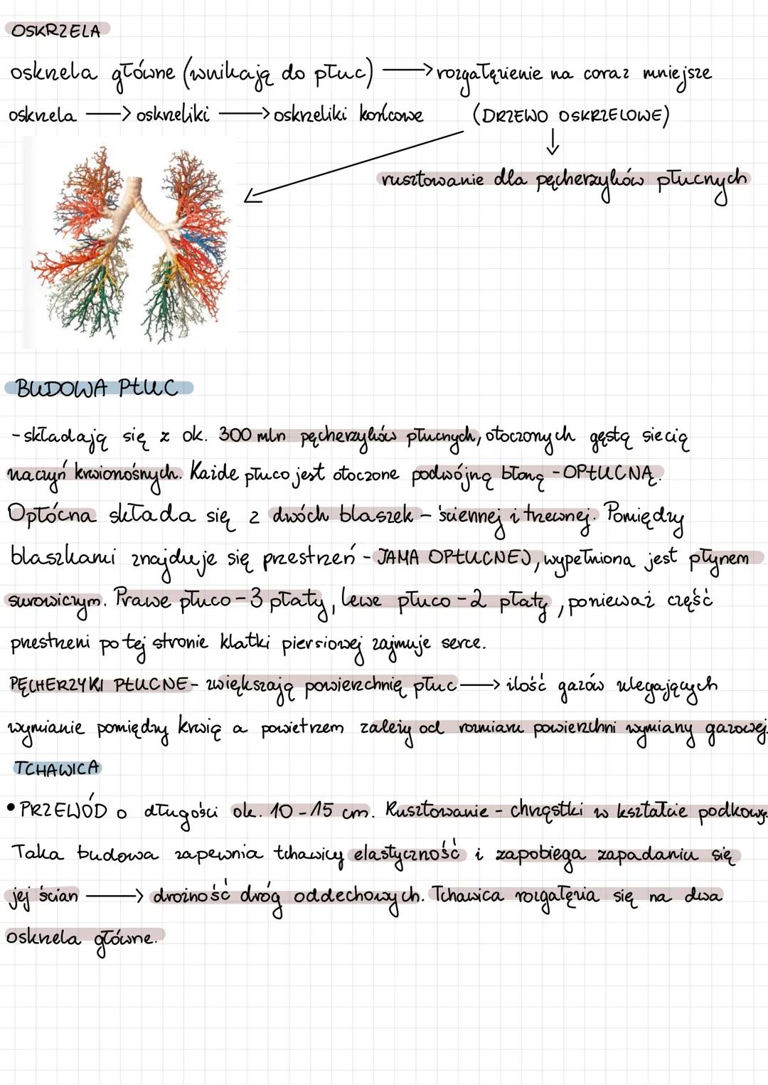 1) jama nosowa
2) Gardto
3) krtan-
4)tchawica
5) oskrnela główne
PŁUCA-
umożliwiają
wymianę
gazową.
9
Drogi oddechowe
są poliryte onę