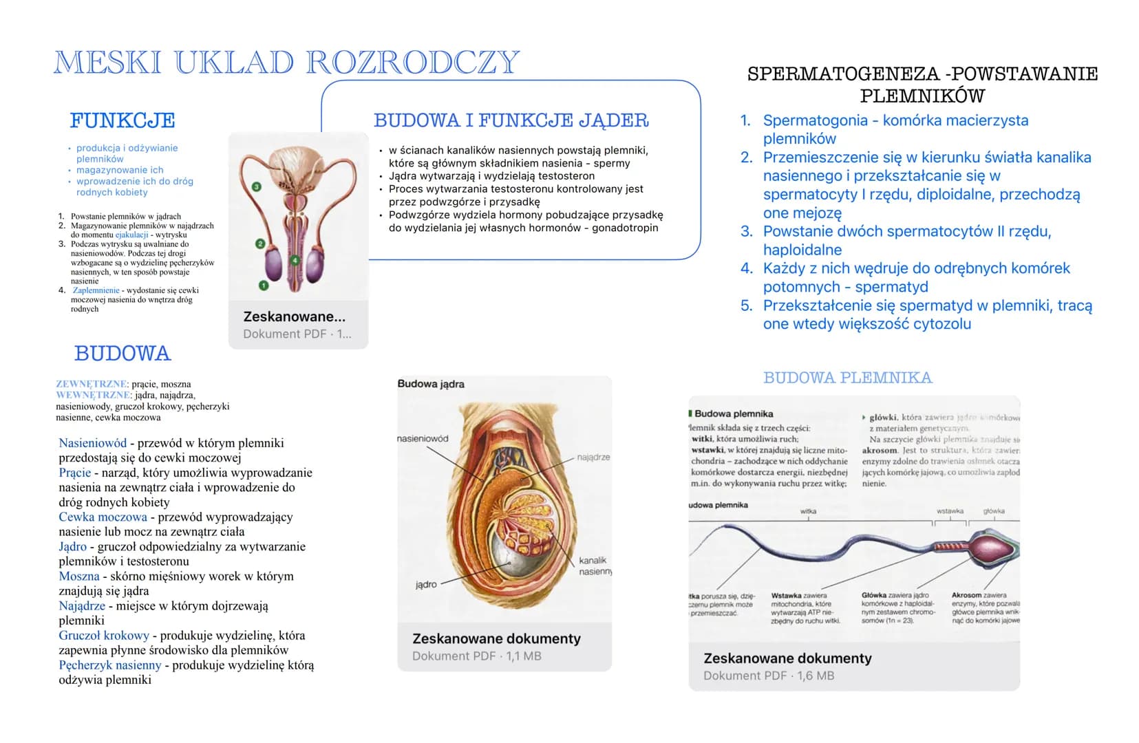 Męski układ rozrodczy – strona 1