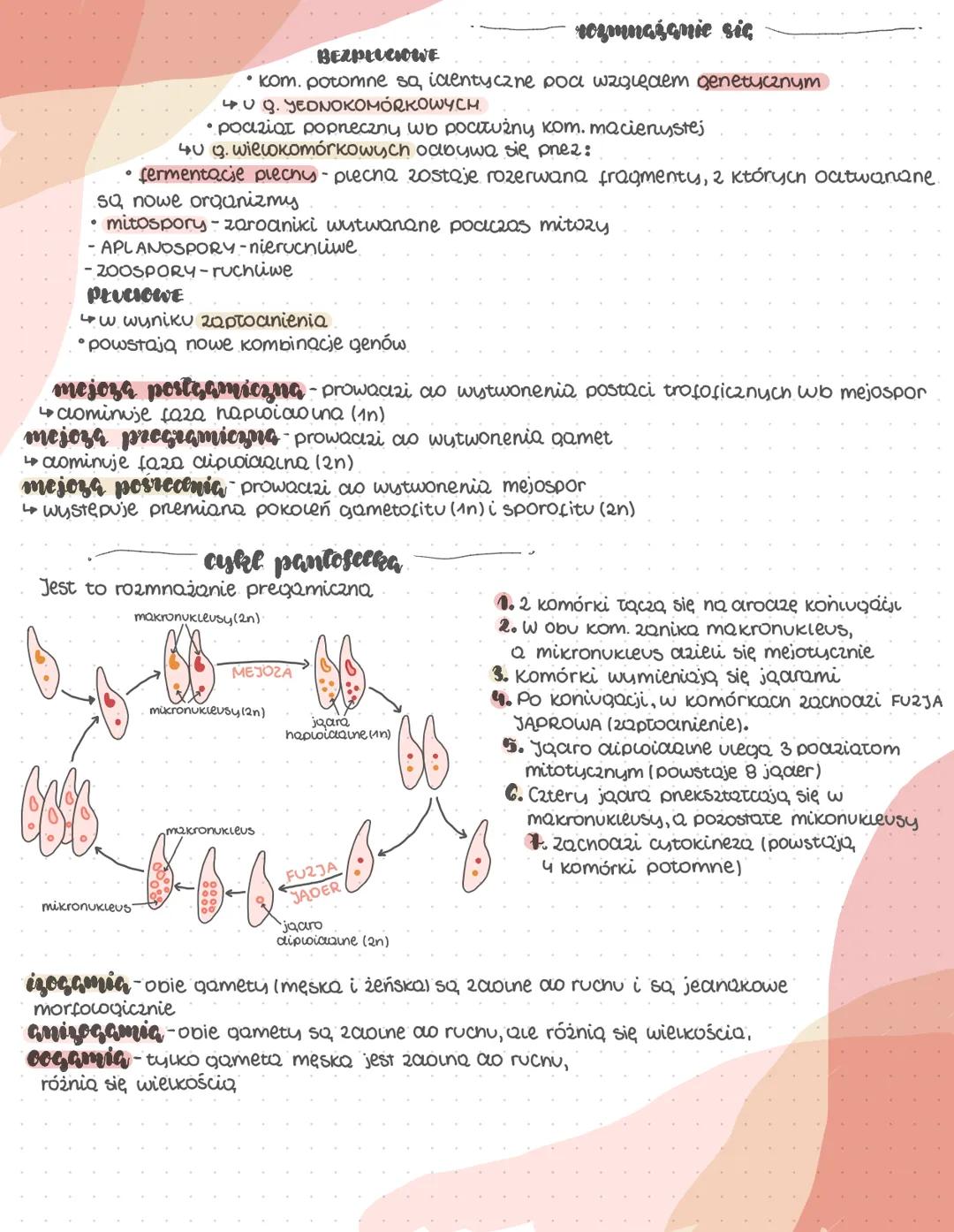 --- OCR Start ---
Organizmų prokariotyczne
-bakteric i archeowee
organizmy prckariotyczne
(Kosmopolityczne)
bakterie
arcneowce
podobne morfo
