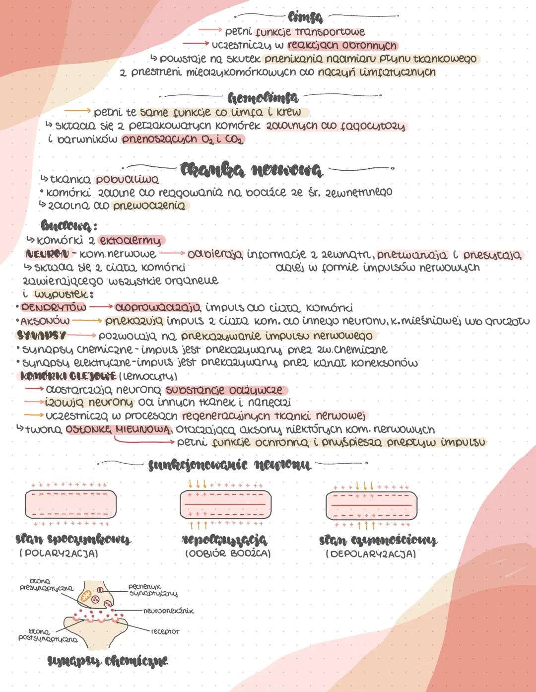 --- OCR Start ---
Thanki zwierzęc
TRANKI PIERWOTNE - Listki 2Qroakowe
formują się poaczas wczesnych etapów rozwoju zarodkowego
powstają z ni