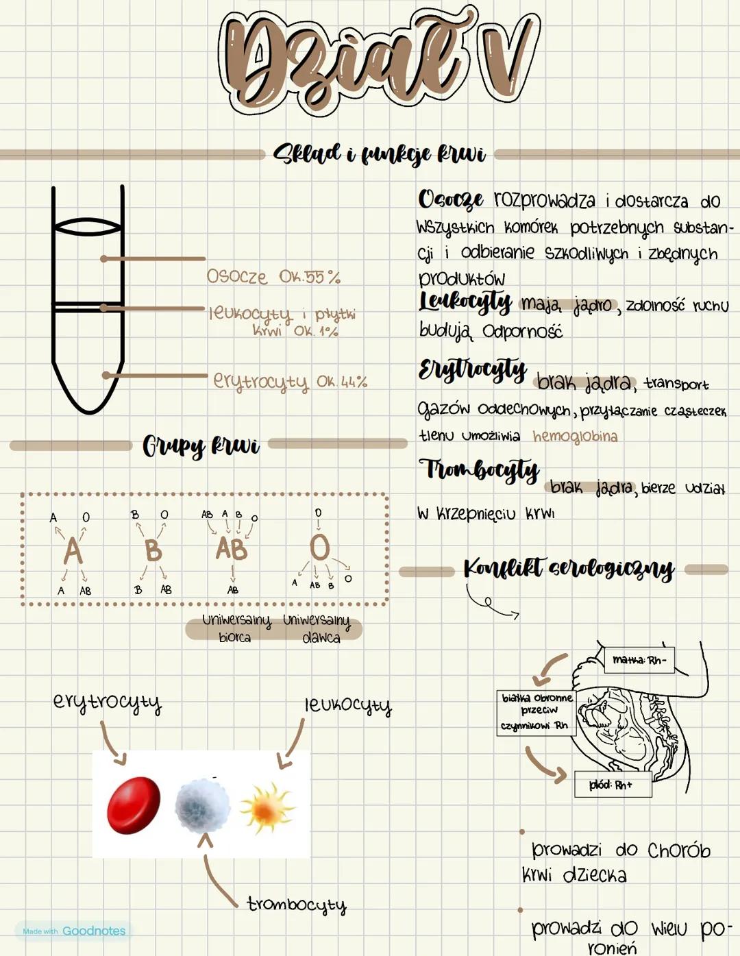 Made with Goodnotes Dzialv
Sklad i funkcje krwi
Osocze Ok.55%
leukocyty i płytki
Krwi Ok. 1%
Erytrocyty Ok 44%
Grupy krwi
A
0
B
0
AB A