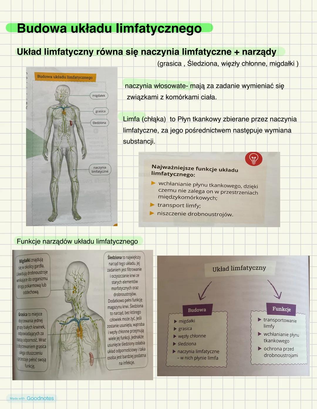 # Skład i funkcje krwi
Krew = osocze + elementy morfotyczne
Osocze- stanowi ok. 55% krwi człowieka, odpowiada za rozprowadzenie po organiz