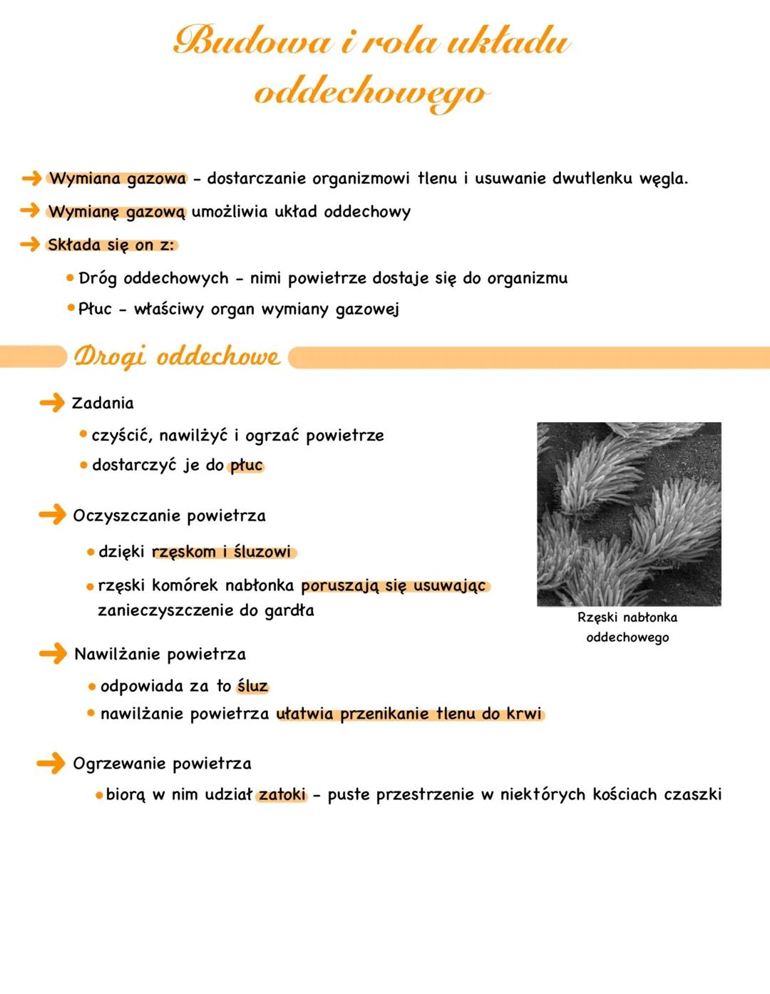 # Budowa i rola układu
oddechowego
→ Wymiana gazowa dostarczanie organizmowi tlenu i usuwanie dwutlenku węgla.
→ Wymianę gazową umożliwia