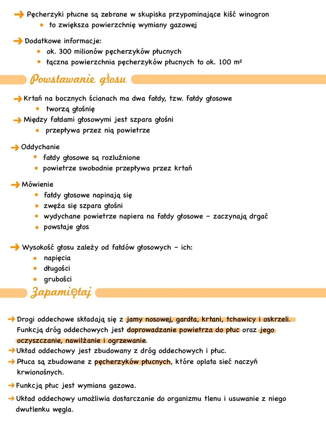 # Budowa i rola układu
oddechowego
→ Wymiana gazowa dostarczanie organizmowi tlenu i usuwanie dwutlenku węgla.
→ Wymianę gazową umożliwia