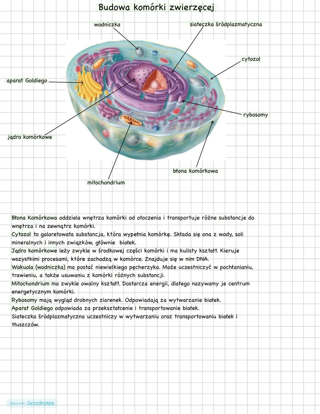 # Budowa komórki zwierzęcej
wodniczka
siateczka śródplazmatyczna
cytozol
aparat Goldiego
rybosomy
jądro komórkowe
błona komórkowa
mit