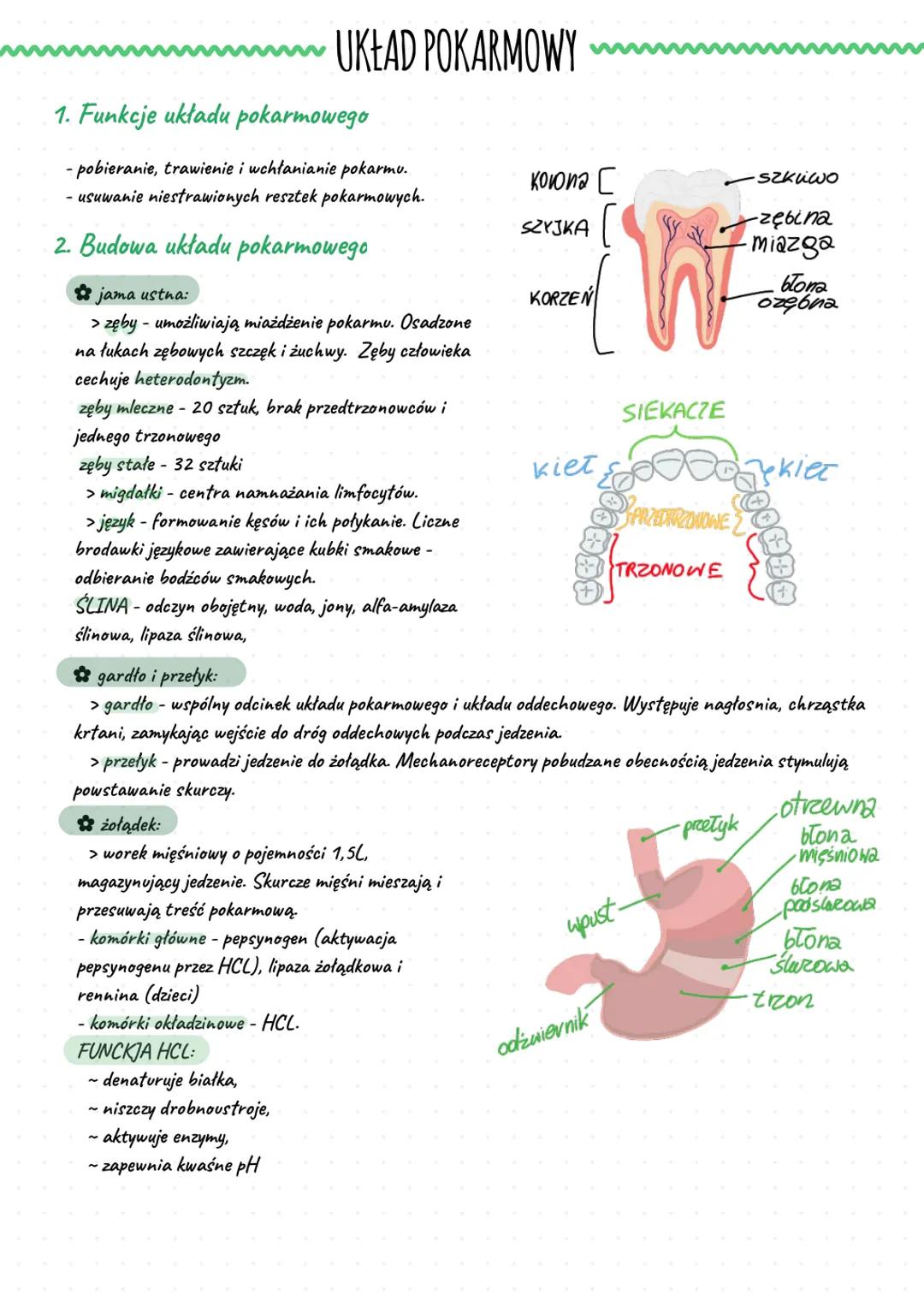 ~~~~~ UKŁAD POKARMOWY
1. Funkcje układu pokarmowego
- pobieranie, trawienie i wchłanianie pokarmu.
- usuwanie niestrawionych resztek pokarm