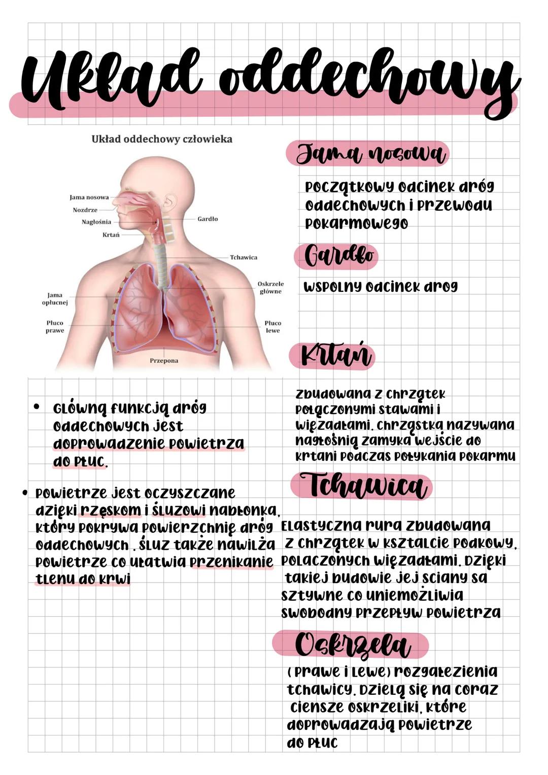 # Uklad oddechowy
Układ oddechowy człowieka
Jama nosowa
Nozdrze
Nagłośnia
Gardło
Krtań
Tchawica
Oskrzele
główne
Jama nosowa
Początkowy odc