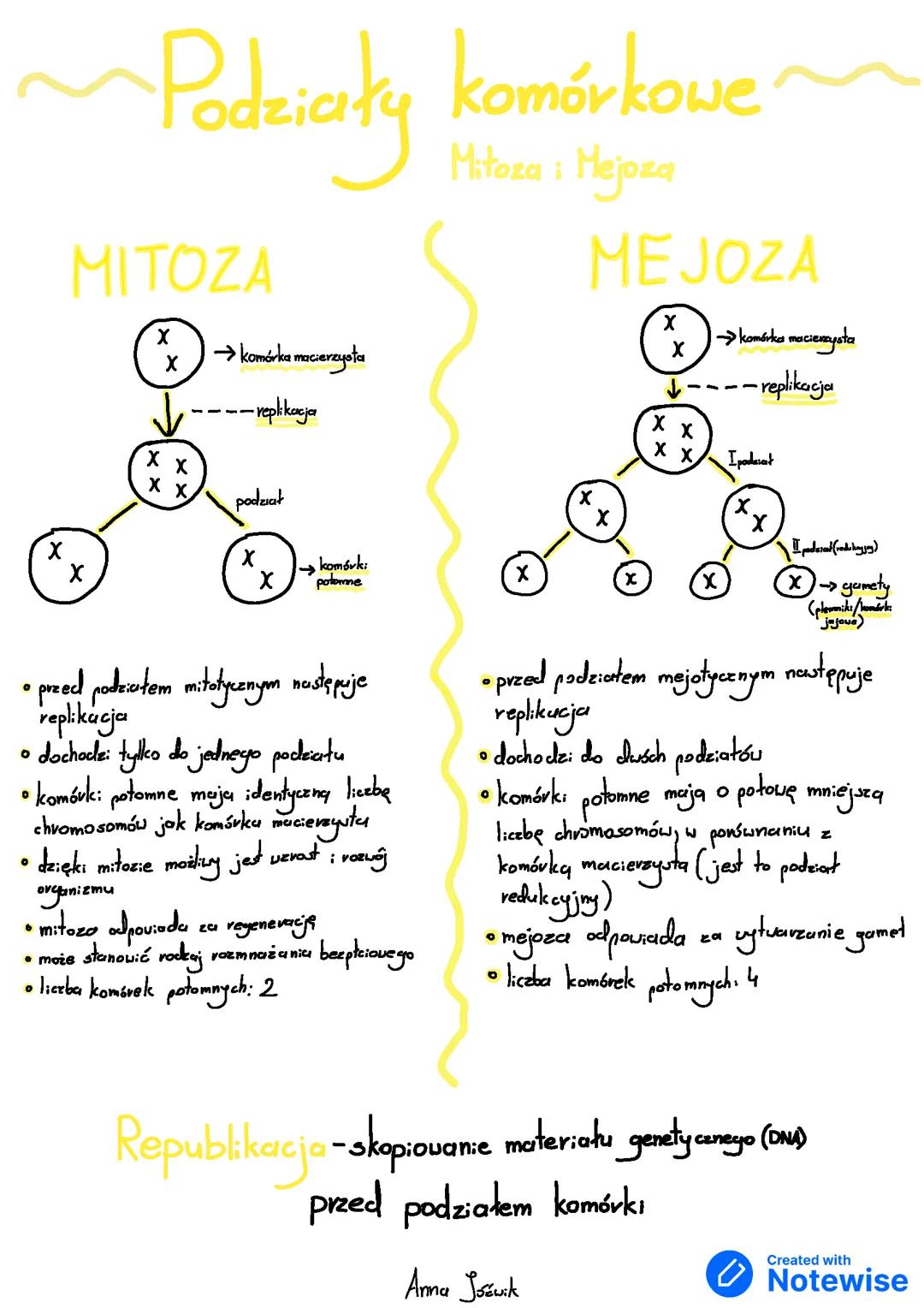 Podziały komórkowe - mitoza i mejoza