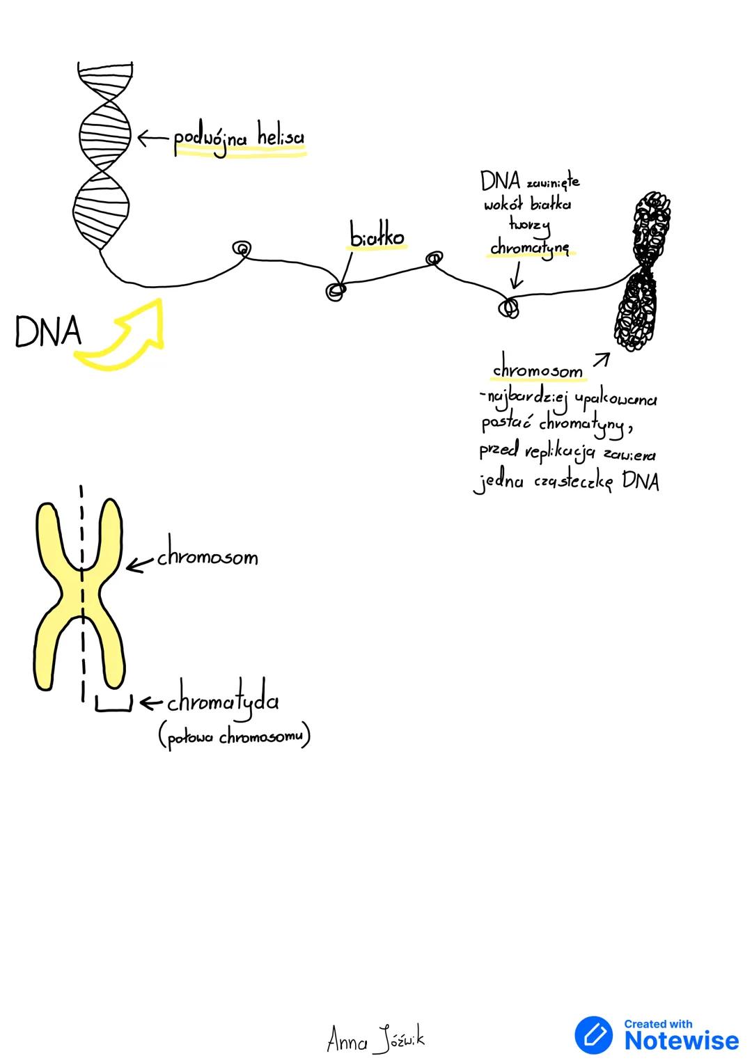 --- OCR Start ---
~Podziały komórkowe
Mitoza: Mejoza
MITOZA
X
X
X
X→ komórka macierzysta
Xx
X
----replikacja
MEJOZA
X
X
→ komórka macierzyst