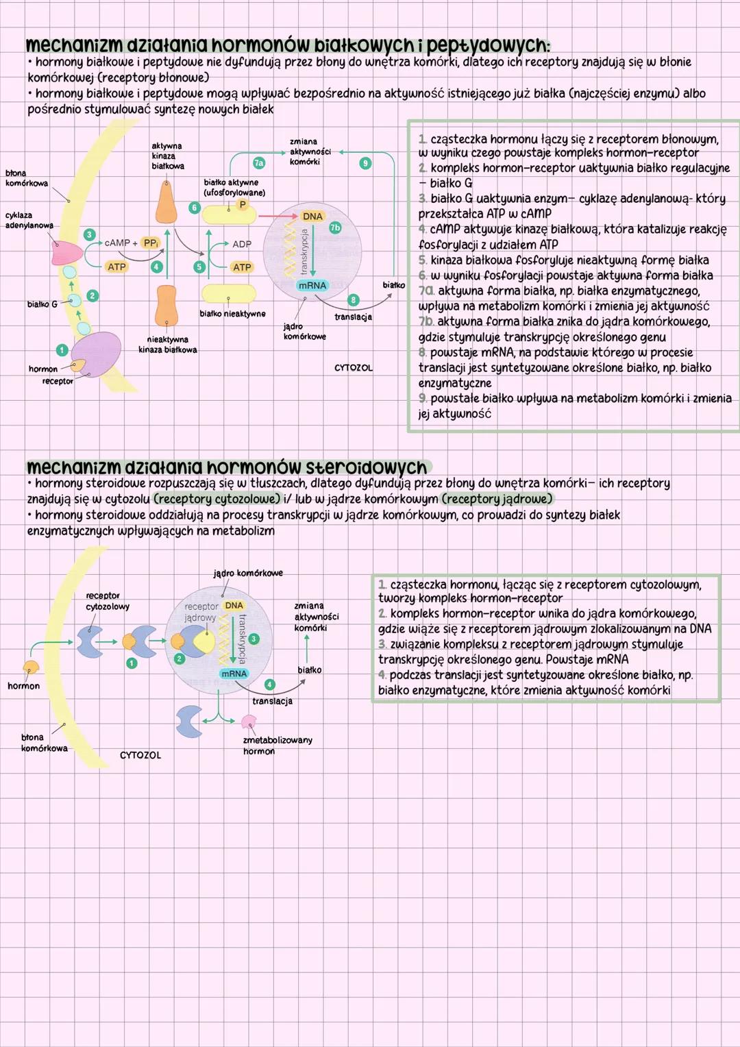 # budowa i funkcje
układu hormonalnego
## charakterystyka
układ hormonalny (dokrewny) tworzą gruczoły wewnątrzwydzielnicze (dokrewne) oraz