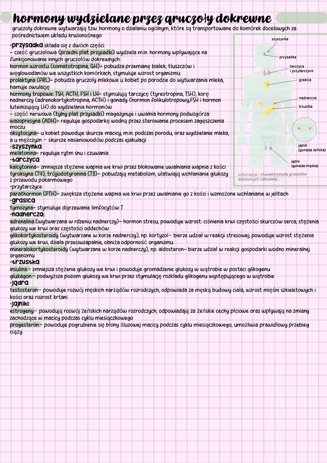 # budowa i funkcje
układu hormonalnego
## charakterystyka
układ hormonalny (dokrewny) tworzą gruczoły wewnątrzwydzielnicze (dokrewne) oraz
