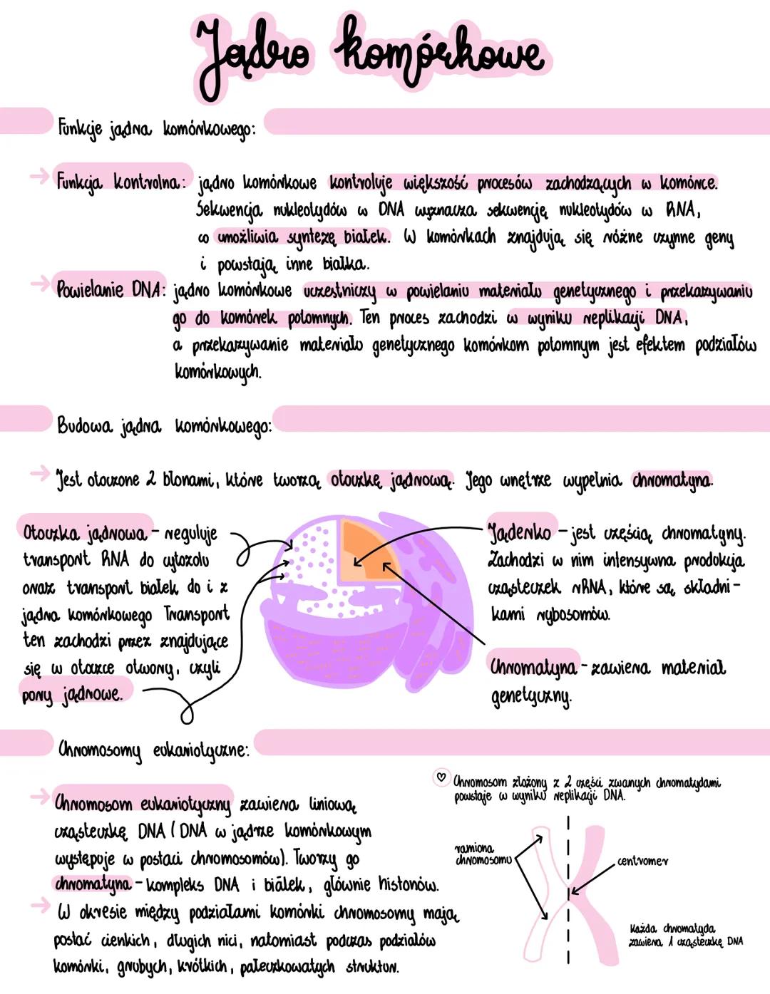 # Jadro komórkowe
Funkcje jadna komórkowego:
Funkcja kontrolna: jądro komórkowe kontroluje większość procesów zachodzących w komónce.
Sekw