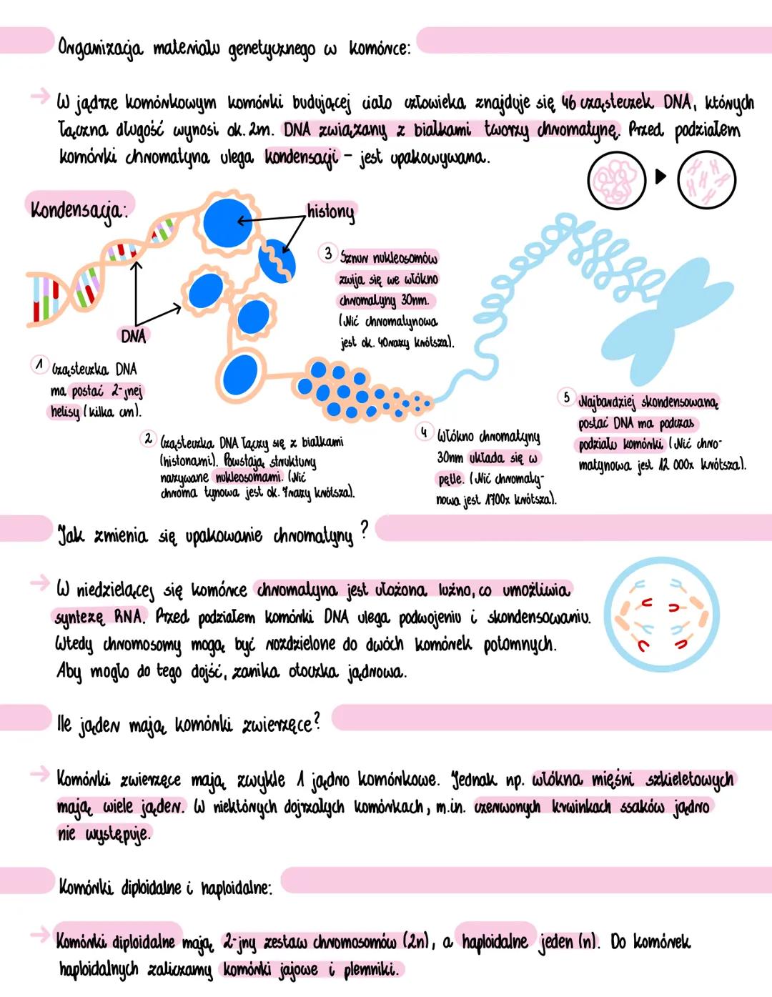 # Jadro komórkowe
Funkcje jadna komórkowego:
Funkcja kontrolna: jądro komórkowe kontroluje większość procesów zachodzących w komónce.
Sekw