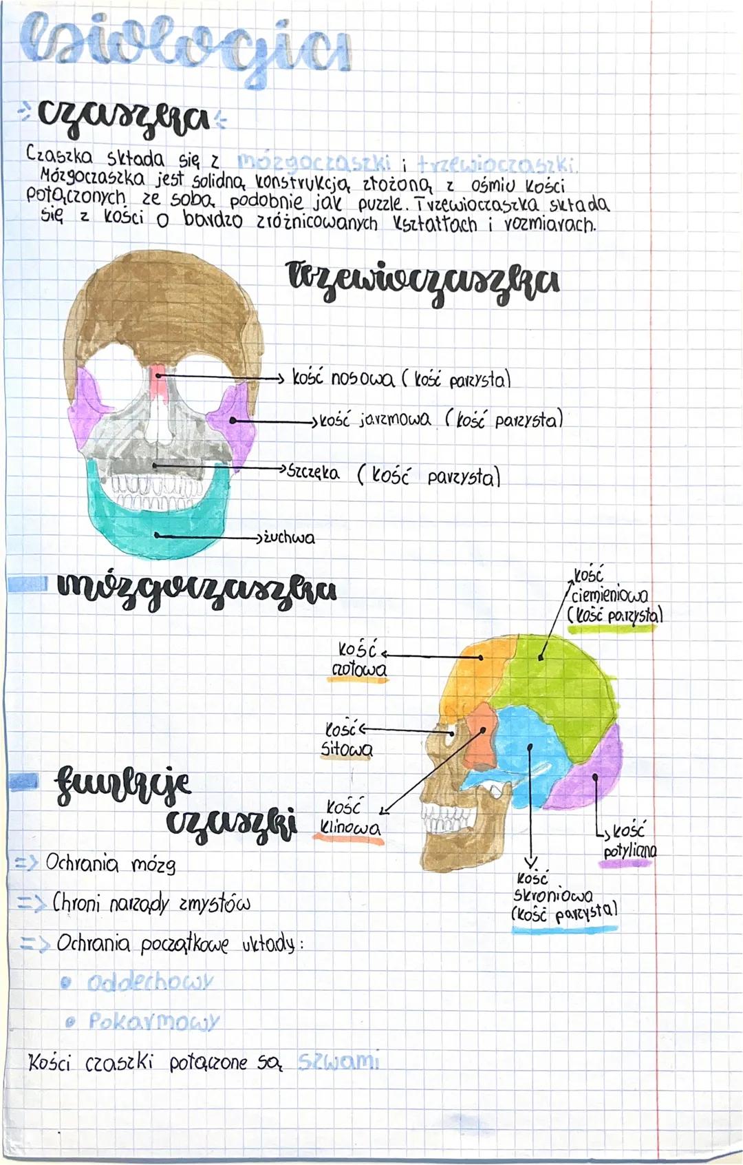 # biologias
* czaszera
Czaszka składa się z mózgoczaszki i trzewioczaszki.
Mózgoczaszka jest solidna, konstrukcją złożoną z ośmiu kości
po