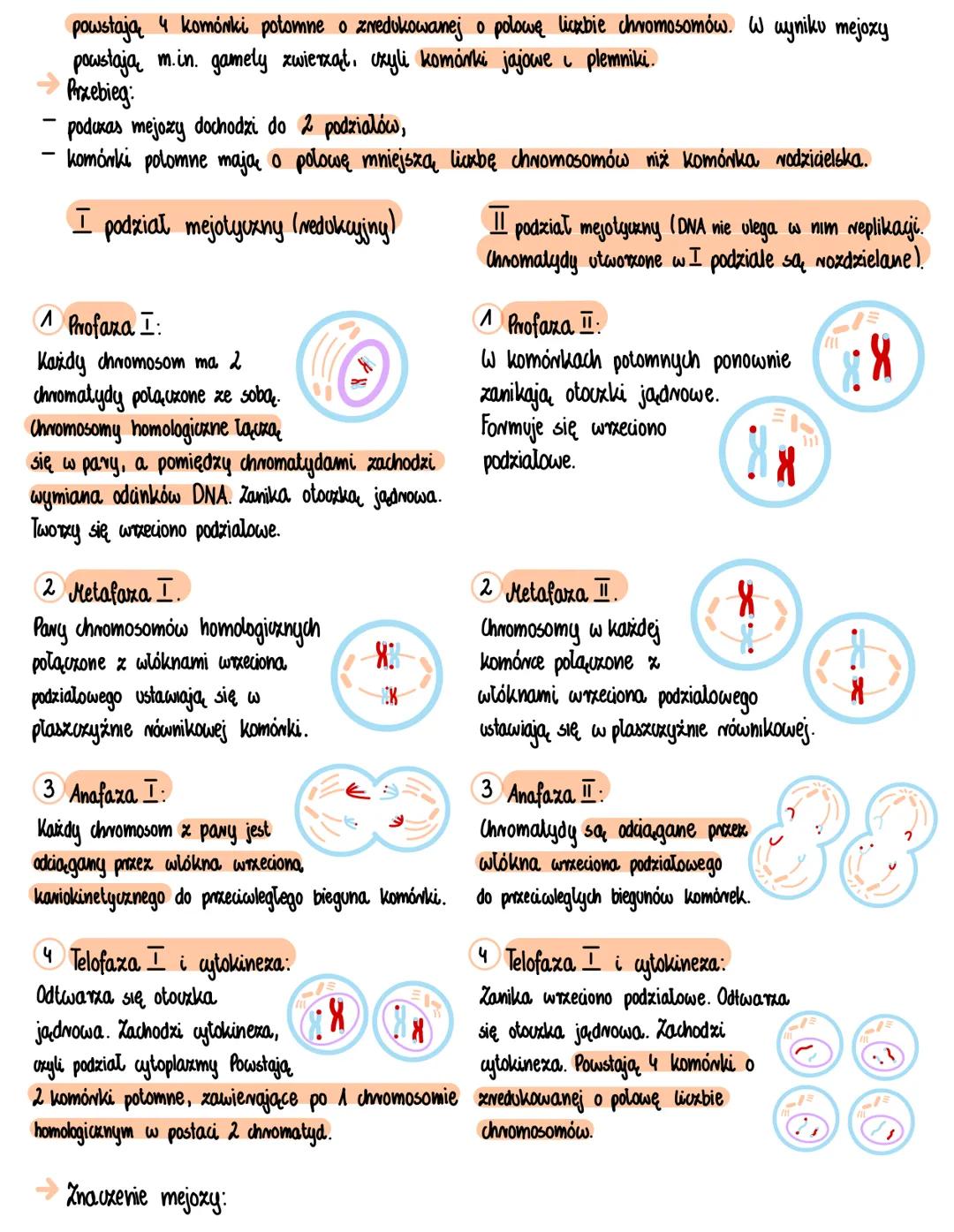 # Mitoza, mejoza é apoptoza
Mitoza:
Mitoza to podział jądra komórkowego, w którego w wyniku z jednej komórki rodzicielskiej powstają
dwie