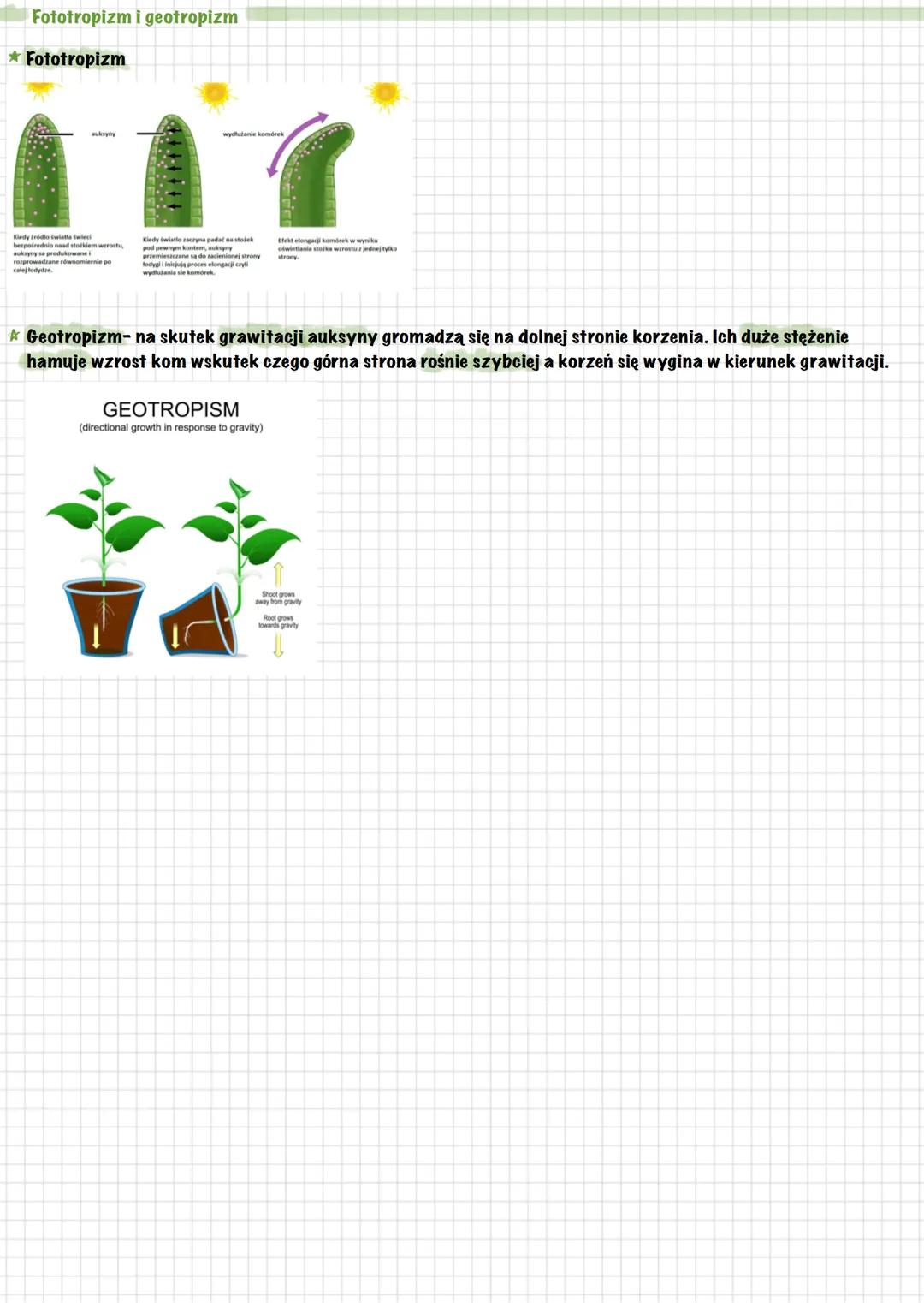 # Fizjologia roślin
By: sash_axx0
Transport
★ Apoplastyczny- odbywa się wzdłuż ścian kom. w przestrzeniach między włóknami
celulozy oraz w