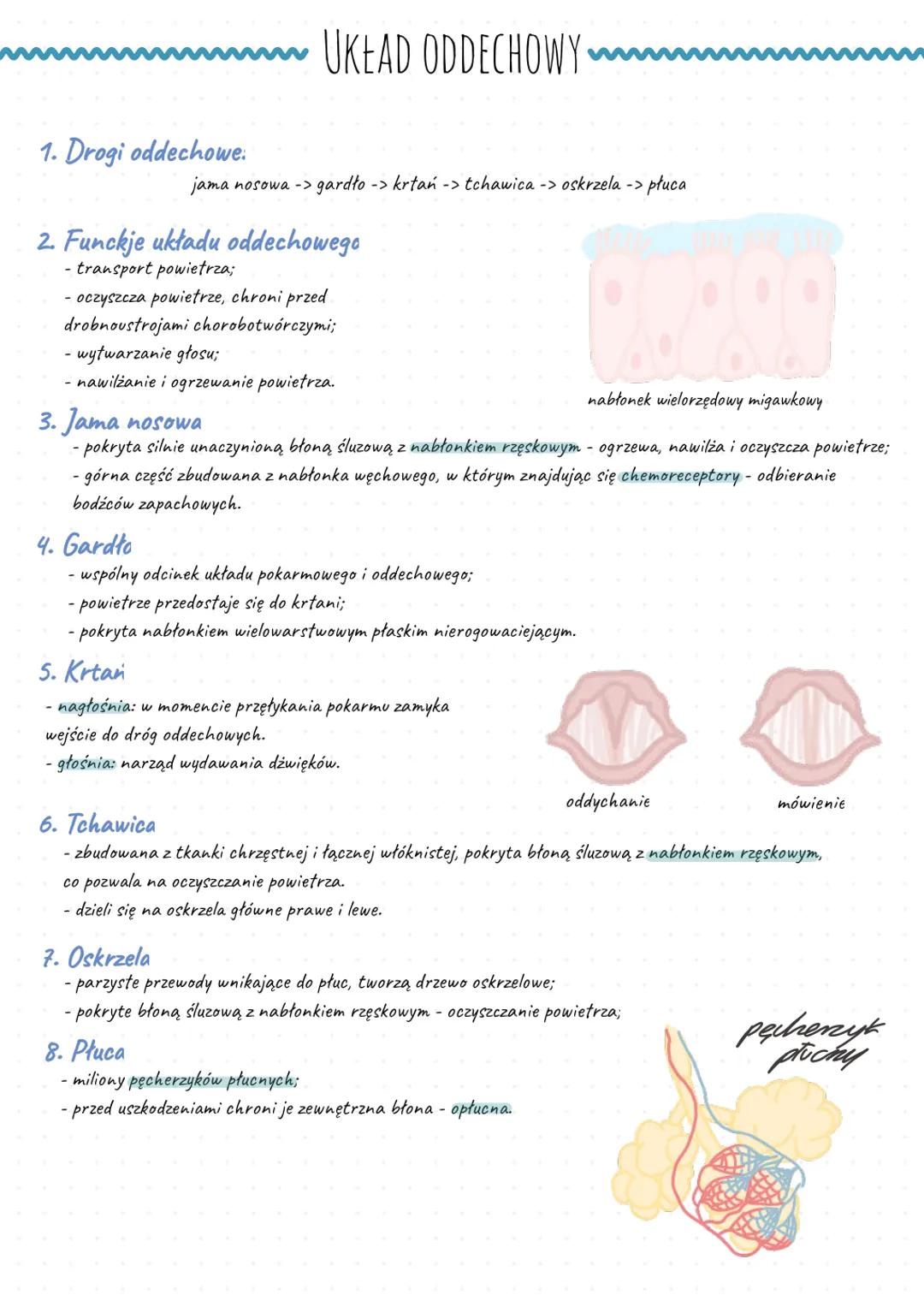 UKŁAD ODDECHOWY ~
1. Drogi oddechowe:
jama nosowa -> gardło -> krtań -> tchawica -> oskrzela -> płuca
2. Funckje układu oddechowego
- tr