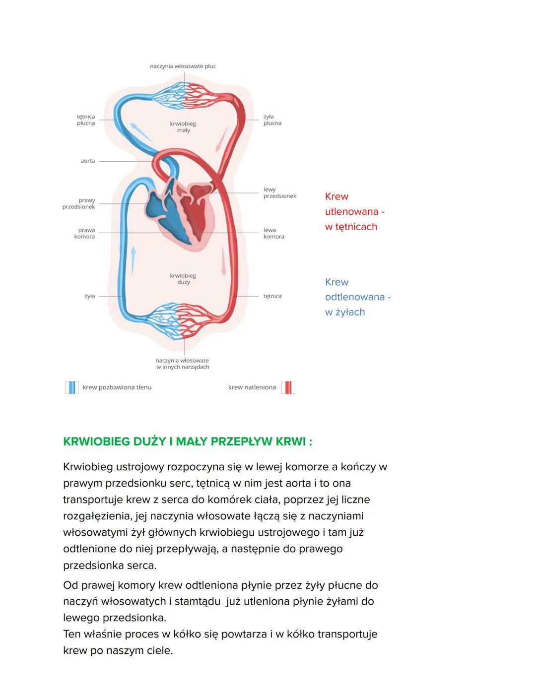 # Biologia „Układ Krążenia”
1) Budowa i funkcje krwi
2) Krążenie krwi
3) Budowa i działanie serca
4) Higiena i choroby układu krwionośne