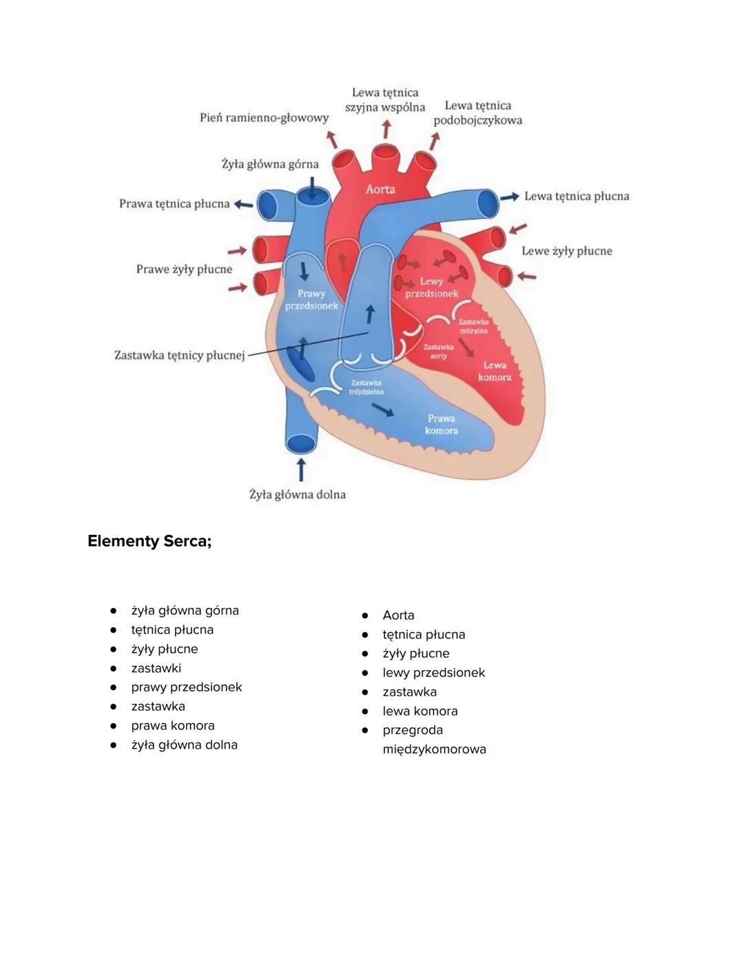 # Biologia „Układ Krążenia”
1) Budowa i funkcje krwi
2) Krążenie krwi
3) Budowa i działanie serca
4) Higiena i choroby układu krwionośne