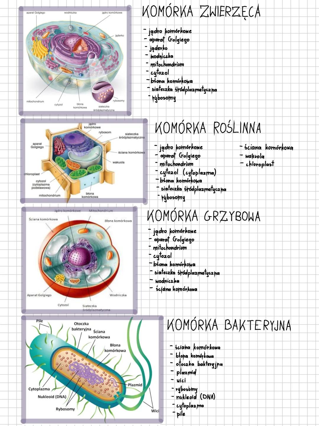 # KOMÓRKA ZWIERZĘCA
- jądro komórkowe
- aparat Golgiego
- jąderko
- mitochondria
- wodniczki
- cytol
- błona komórkowa
- siateczka śródplazm