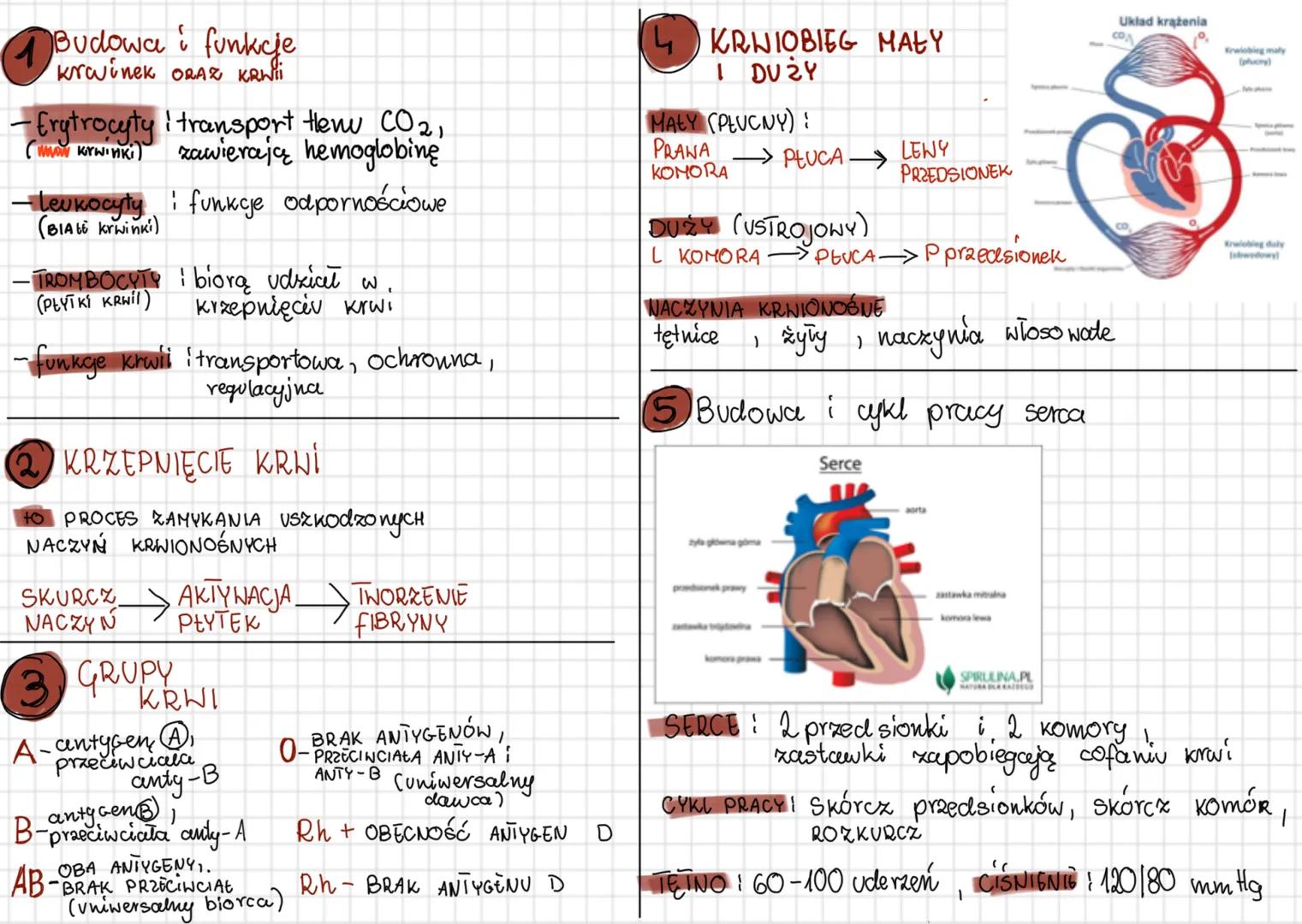 Budowa i funkcje
krwinek ORAZ KRWII
- Erytrocyty i transport tlenu CO2,
(maw krwinki) zawierają hemoglobinę
- Leukocyty i funkcje odporności