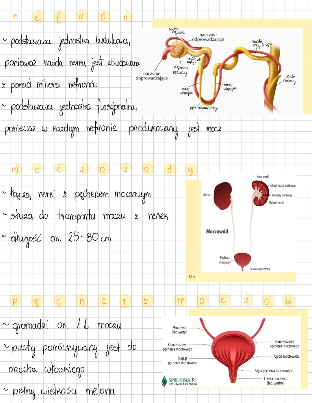 # UKŁAD WYDALNICZY
Funkcje
- wydalanie – usuwanie zbędnych, szkodliwych produktów przemiany materii
- osmoregulacja – regulowanie poziomu