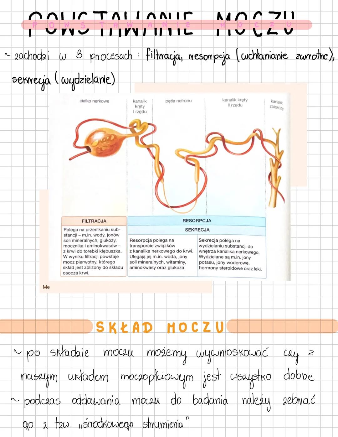 # UKŁAD WYDALNICZY
Funkcje
- wydalanie – usuwanie zbędnych, szkodliwych produktów przemiany materii
- osmoregulacja – regulowanie poziomu