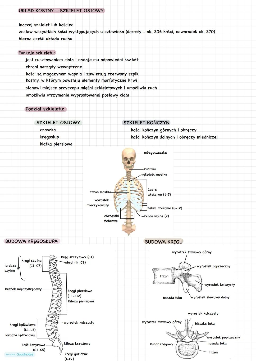 # UKŁAD KOSTNY - SZKIELET OSIOWY
inaczej szkielet lub kościec
zestaw wszystkich kości występujących u człowieka (dorosły ok. 206 kości, now