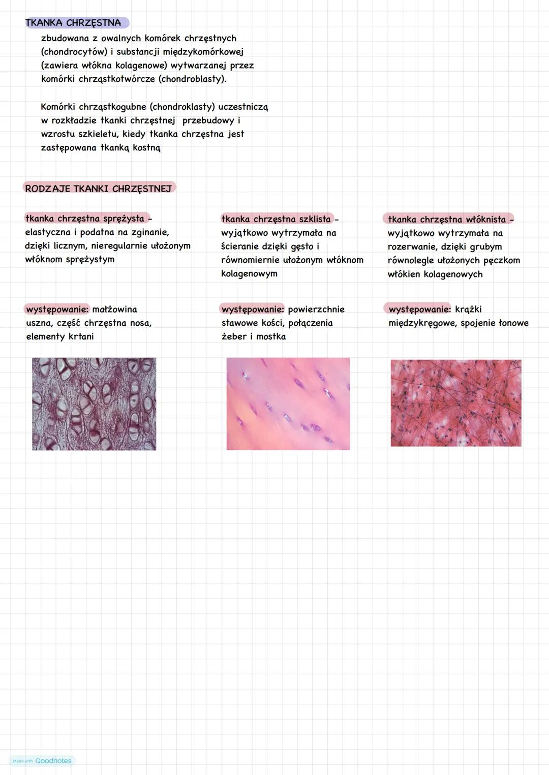 # UKŁAD KOSTNY - SZKIELET OSIOWY
inaczej szkielet lub kościec
zestaw wszystkich kości występujących u człowieka (dorosły ok. 206 kości, now
