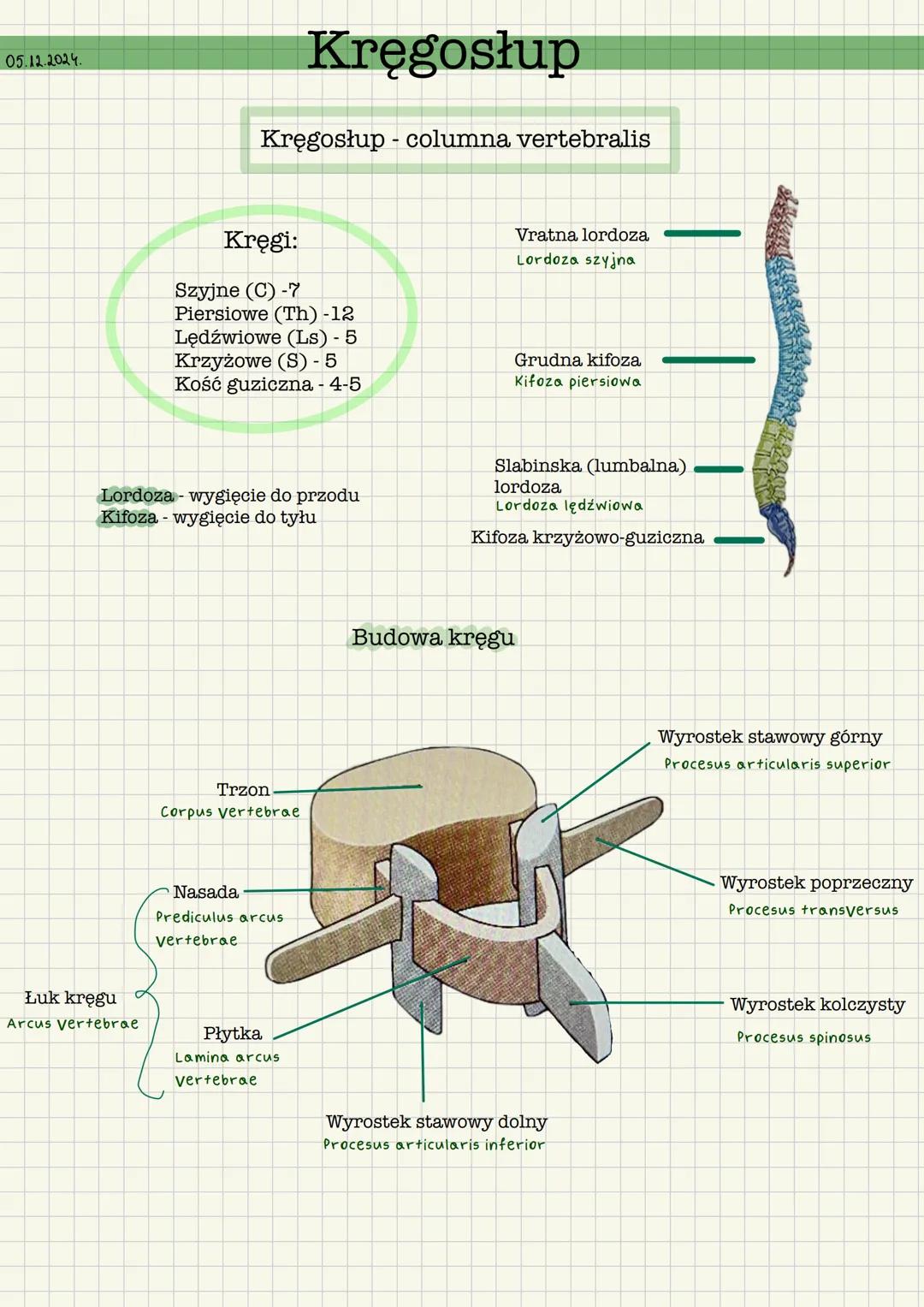 # Kręgosłup
Kręgosłup columna vertebralis
Kręgi:
Szyjne (C) -7
Piersiowe (Th) -12
Lędźwiowe (Ls) - 5
Krzyżowe (S) - 5
Kość guziczna - 4-5
