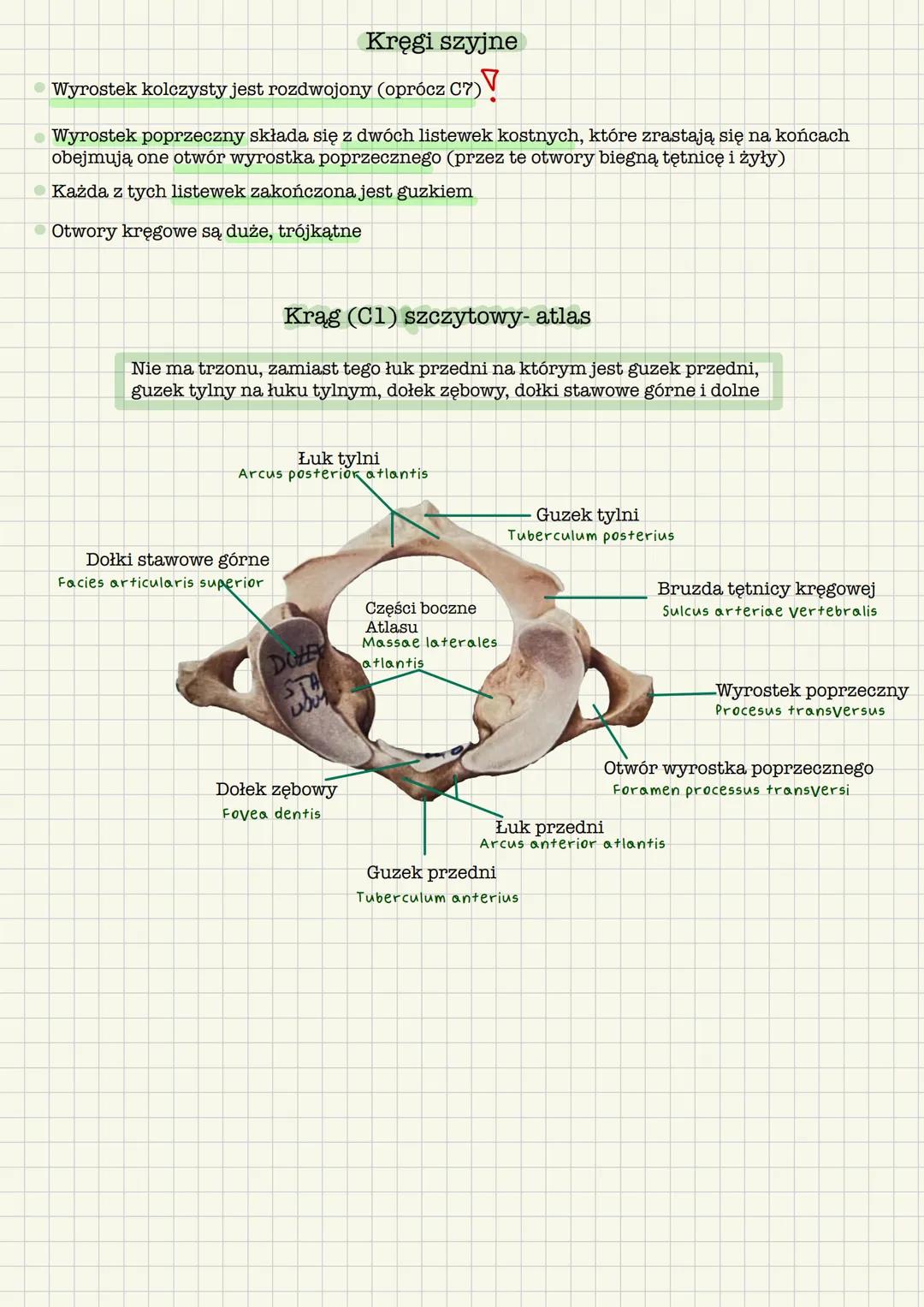 # Kręgosłup
Kręgosłup columna vertebralis
Kręgi:
Szyjne (C) -7
Piersiowe (Th) -12
Lędźwiowe (Ls) - 5
Krzyżowe (S) - 5
Kość guziczna - 4-5