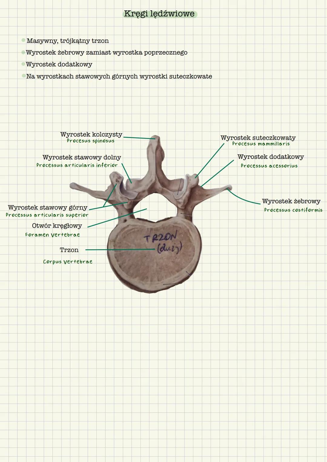 # Kręgosłup
Kręgosłup columna vertebralis
Kręgi:
Szyjne (C) -7
Piersiowe (Th) -12
Lędźwiowe (Ls) - 5
Krzyżowe (S) - 5
Kość guziczna - 4-5