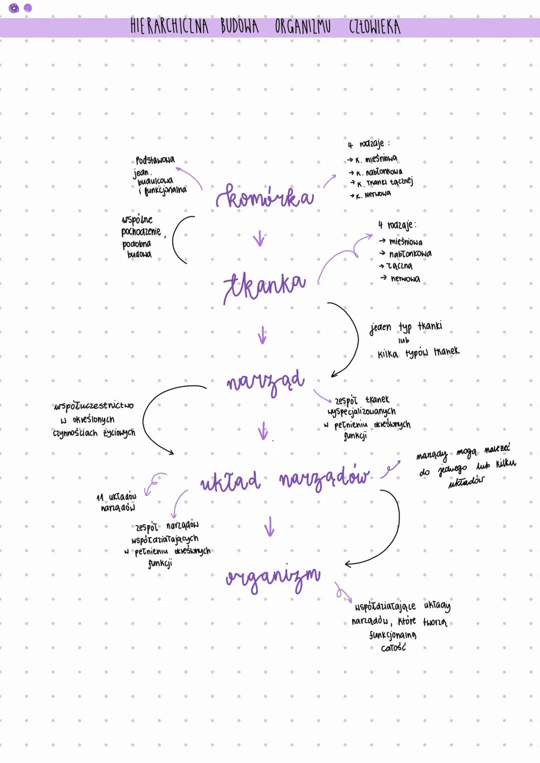 # MIEJSCE CZŁOWIEKA W SYSTEMIE KLASYFIKACJI ORGANIZMÓW
→ CZŁOWICK ROZUMNY (HOMO SAPIENS)
→ nalezy do królestwa zwierząt
→ wyróżnia się un