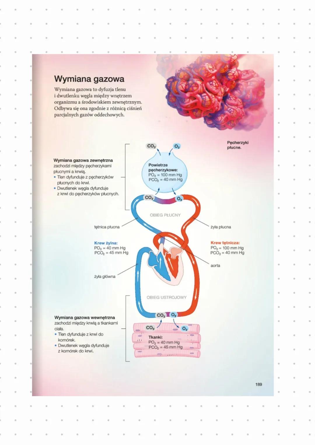 --- OCR Start ---
UKŁAD ODDECHOWY U ZWIERZĄT
narządy oddechowe
→ W WODZIE : skrzela, skrzelotchawki, gardziel ze szczelinami skrzelowymi
→ N