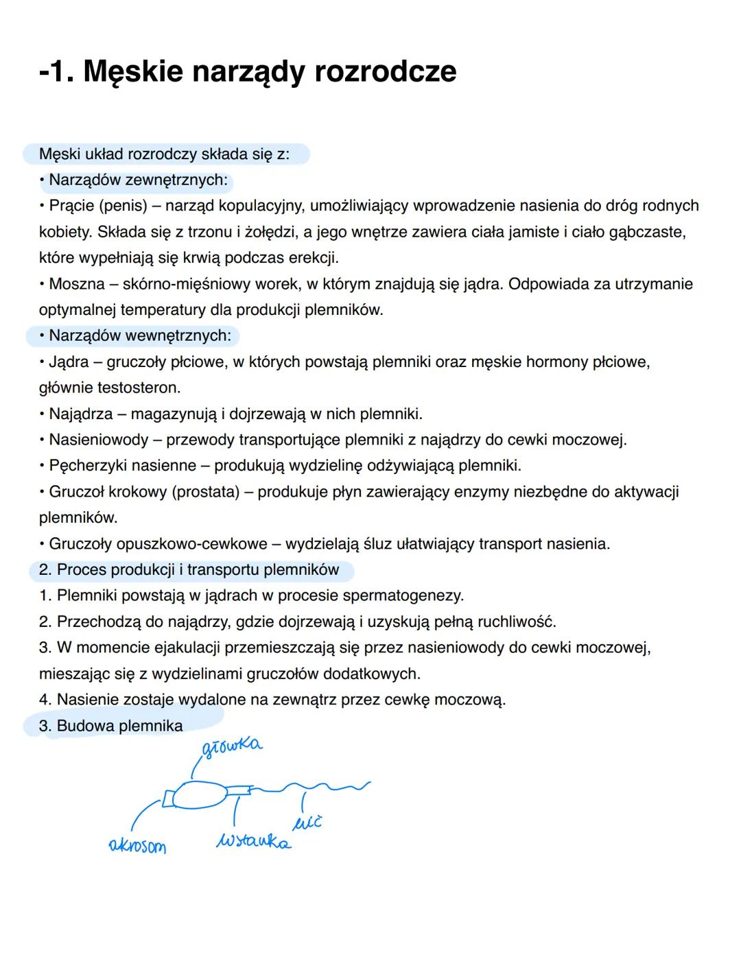 # -1. Męskie narządy rozrodcze
Męski układ rozrodczy składa się z:
• Narządów zewnętrznych:
• Prącie (penis) - narząd kopulacyjny, umożli