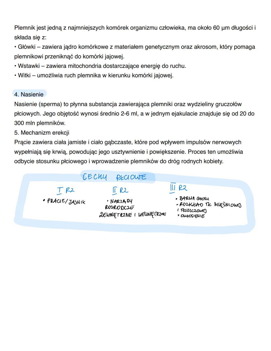 # -1. Męskie narządy rozrodcze
Męski układ rozrodczy składa się z:
• Narządów zewnętrznych:
• Prącie (penis) - narząd kopulacyjny, umożli
