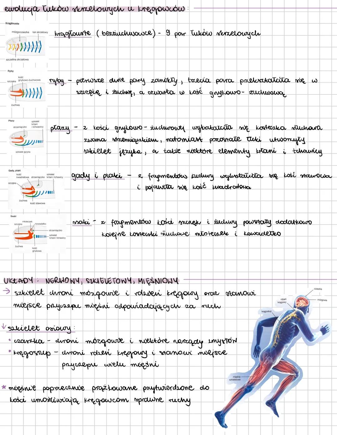 --- OCR Start ---
cechy kręgowców:
KRĘGOWCE
→ w ich ciele wyróżniamy głowę, tułów i ogon; u niektórych jeszcze występuje szyja
→ przedni odc