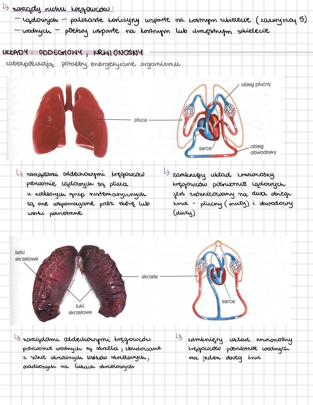 --- OCR Start ---
cechy kręgowców:
KRĘGOWCE
→ w ich ciele wyróżniamy głowę, tułów i ogon; u niektórych jeszcze występuje szyja
→ przedni odc