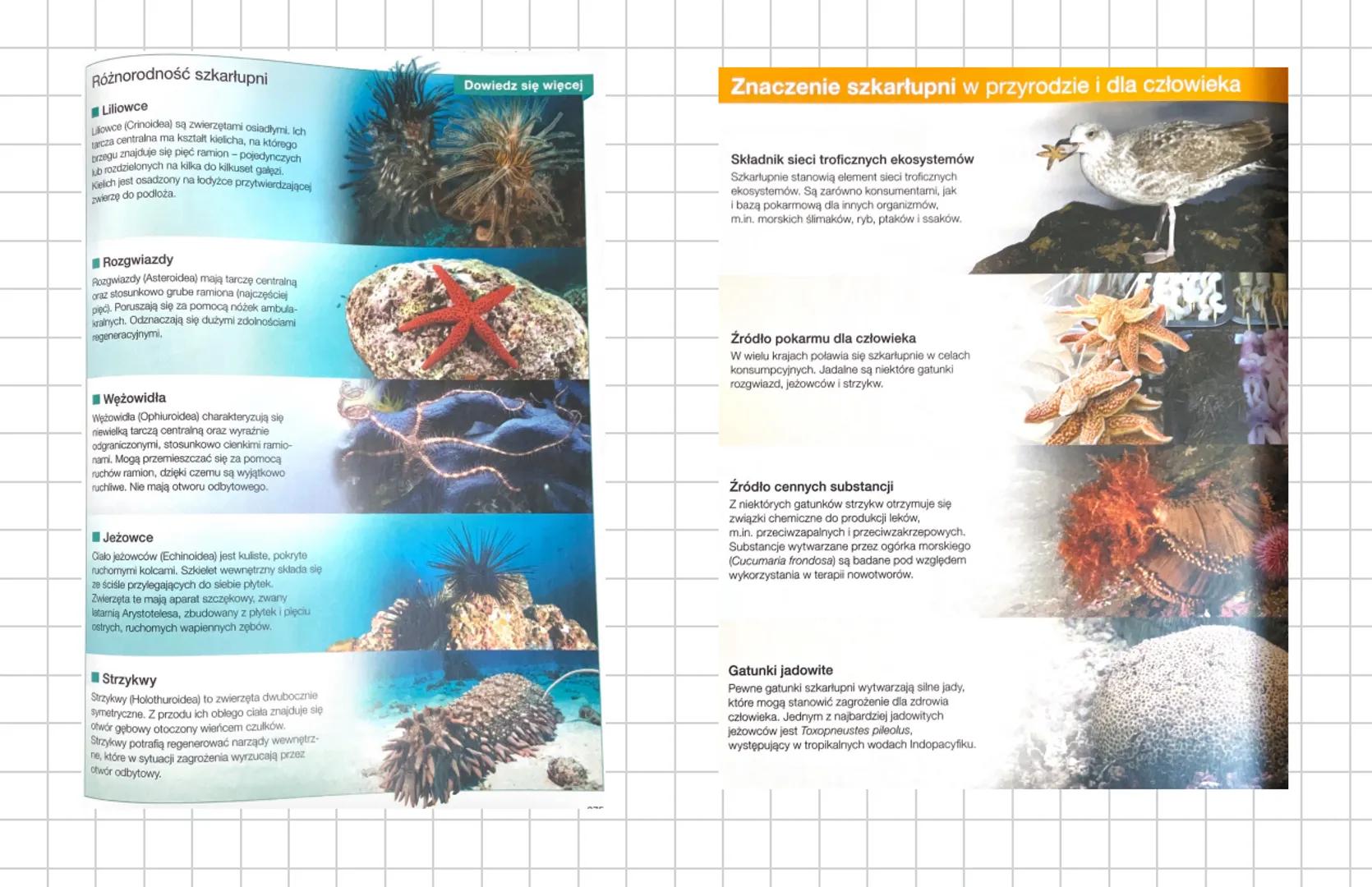 SZKARŁUPNIE
→ zwierzęta wyłąisive morstue
→więkność wymapa trodowiska o dużym zasdeniu i dereslonej temperaturze
→ charakterystyczną cech