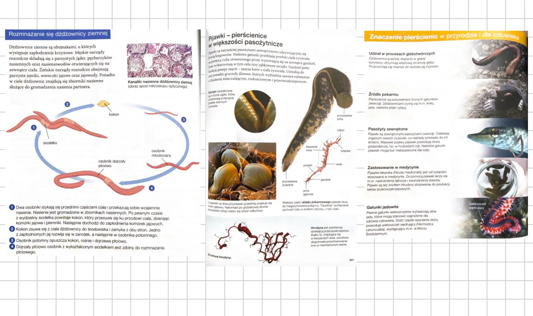 # PIERSCIENICE
Budowa pierścienic na przykładzie dżdżownicy ziemnej
U dżdżownicy ziemnej (Lumbricus terrestris), podobnie jak u większości